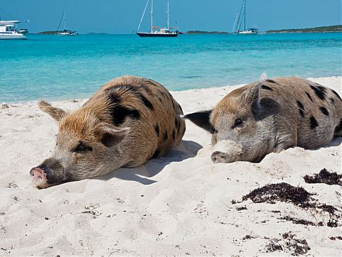 pig-beach.jpg