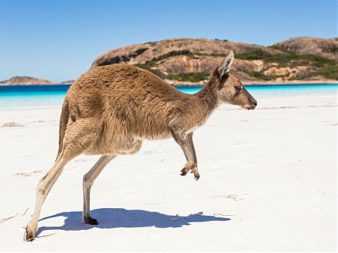 kangaroo.jpg