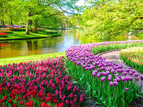 keukenhof.jpg