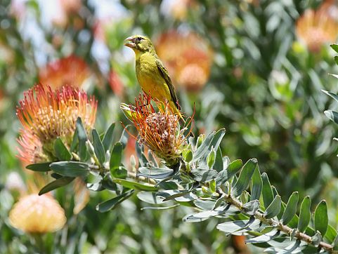 kirstenbosch.jpg