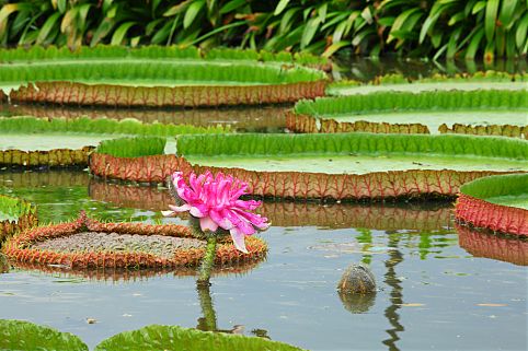 Vitória Regia 