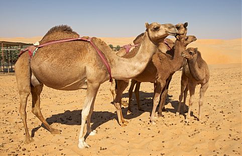 Empty Quarter, Liwa,  Emirados Árabes