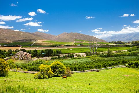 Vinhedos, Cidade do Cabo, África do Sul