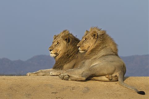 Reserva de Madikwe Rustenburg, África do Sul