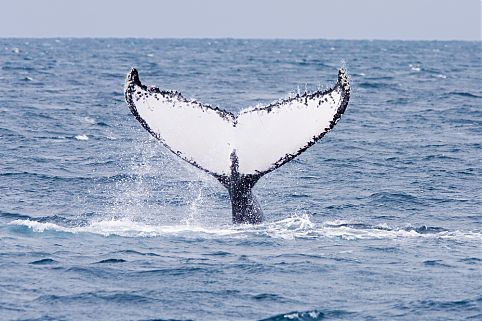 Abrolhos, BA