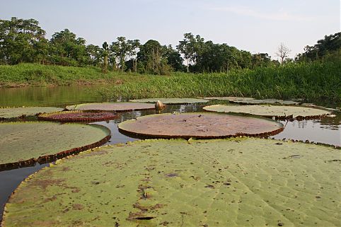 Prá fugir da folia - Amazônia, AM