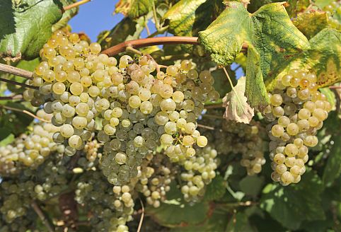 Uvas da regiao de Albariño, Galicia