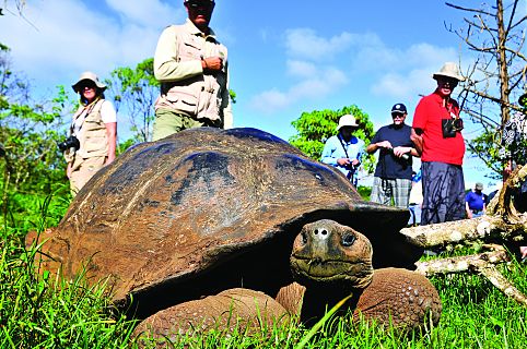 Tartarugas gigantes em Galápalgos