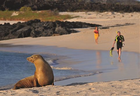 Silver Galápagos