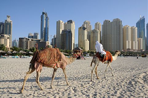 Camelos na praia em Dubai