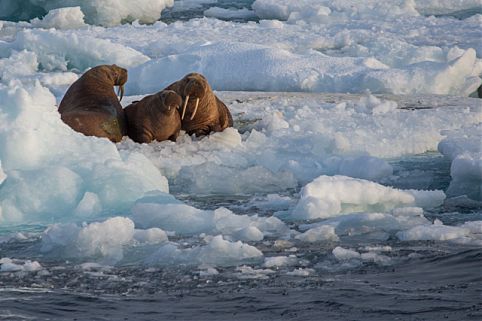 Day 22_couple of walrus.jpg