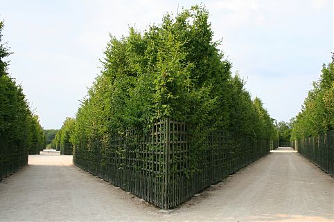 Jardins do Palácio de Versailles, França