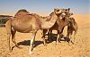 Empty Quarter, Liwa,  Emirados Árabes