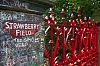 Strawberry Fields chrisdorney Shutterstock.jpg