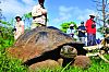 Tartarugas gigantes em Galápalgos