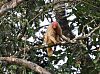 Aldeia dos Lagos, Parque Nacional do Jaú e Lagoa da Piranha oferecem opções para explorar a Amazônia em harmonia com sua preservação ambiental