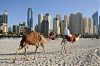 Camelos na praia em Dubai