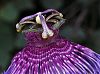 ParqueNacional_deBrasil_MauricioMercadantePassiflora cincinnata_lfickr-1.jpg