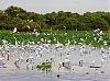 Aproveite o período de seca para observar a rica fauna do Pantanal