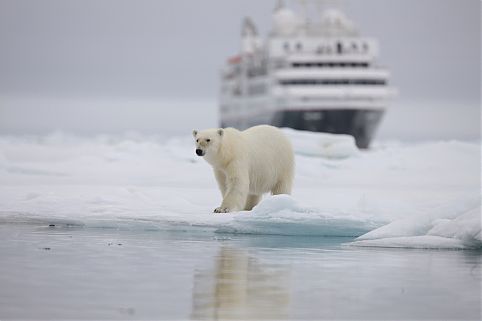 Urso polar Antártida