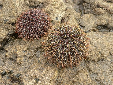 10 atrações para você descobrir a Ilha de Páscoa