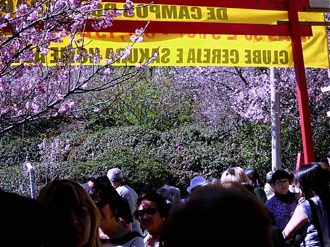 Conheça mais sobre a festa do florescimento das cerejeiras, uma das tradições mais antigas do país