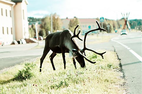  Rovaniemi, capital da Lapônia