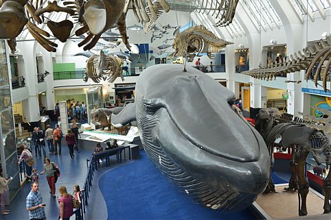 Museu de Ciencias .jpg