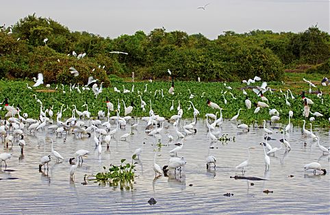 Pantanal 