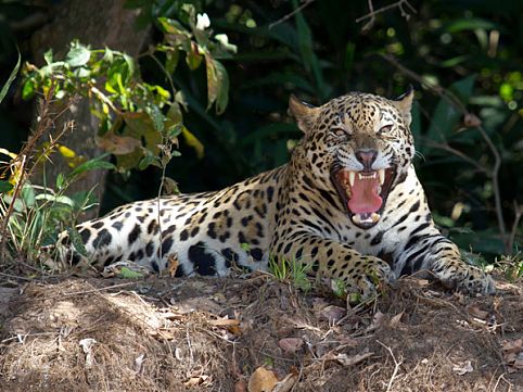 Aproveite o período de seca para observar a rica fauna do Pantanal