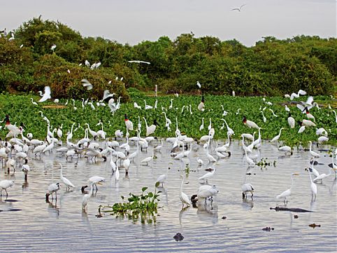 Aproveite o período de seca para observar a rica fauna do Pantanal