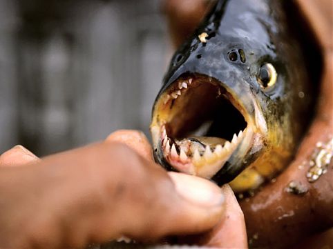 Aproveite o período de seca para observar a rica fauna do Pantanal