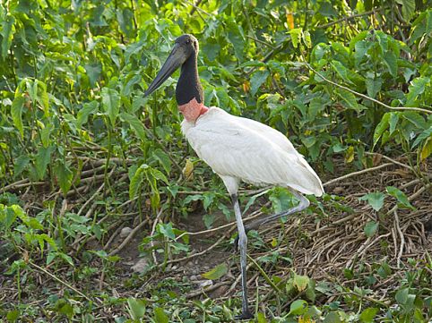 Aproveite o período de seca para observar a rica fauna do Pantanal