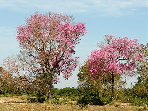 Aproveite o período de seca para observar a rica fauna do Pantanal