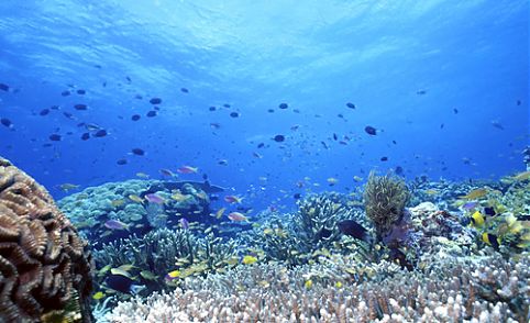 Uepi Island - Solomon Islands