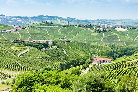 Vinhedo em Barbaresco 