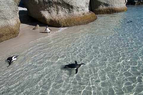 Boulders Beach, Cidade do Cabo, África do Su