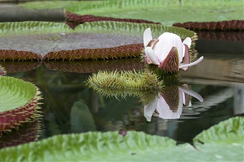 Conheça as comunidades indígenas, botos raros, jacarés e plantas gigantescas 