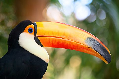 Conheça as comunidades indígenas, botos raros, jacarés e plantas gigantescas 