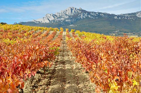 Qualidade de vida e riqueza natural são características das regiões produtoras dos vinhos mais cobiçados do mundo 