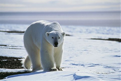 Sem crepúsculo total, cidades próximas ao círculo polar ártico não precisam acender as luzes