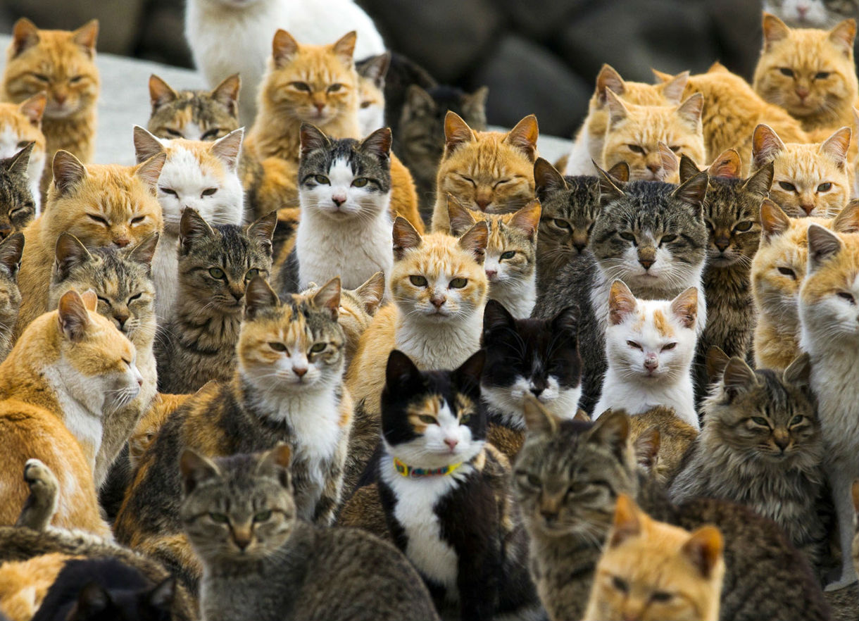 5 lugares no mundo para quem ama gatos