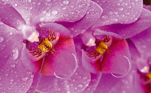 Orchids in São Paulo