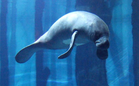 Manatee at the Aquário de São Paulo